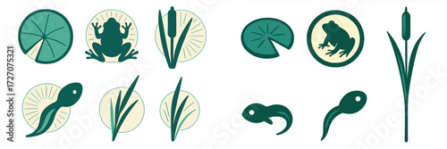 Frog and tadpole illustrations showcasing freshwater pond life in a simple and engaging style