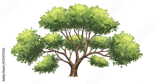 Illustration of a beautiful deciduous tree with vibrant green foliage isolated