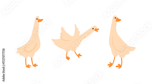 Set of cute white geese with long neck and webbed feet in different poses in simple flat style, isolated on white. Suitable for kids content, farm themes, and animal projects