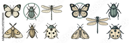 Detailed illustrations of various insects showcasing diversity in species and design