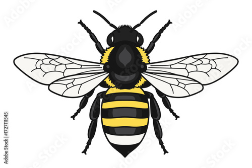 A detailed illustration of a bee isolated on white background, showcasing its intricate wings and distinctive yellow and black stripes vector