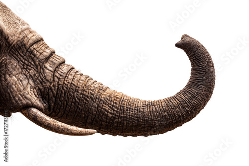 Elephant Trunk Detail Photography on Clean White Background
