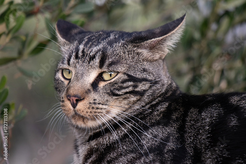 Portrait of a gray tabby classic pattern domestic cat in the garden, low angle view