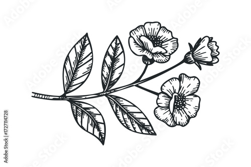 Hand Drawn Floral Branch with Leaves and Flowers. Vector hand drawn illustration