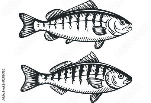 Two Hand Drawn Fish Graphic Elements. Vector hand drawn illustration