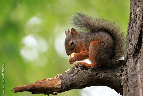 Wild Japanese Squirrel Holding Chestnut in Forest.