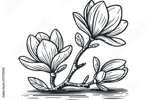 Black and white drawing of magnolia branches with flowers. Vector hand drawn illustration