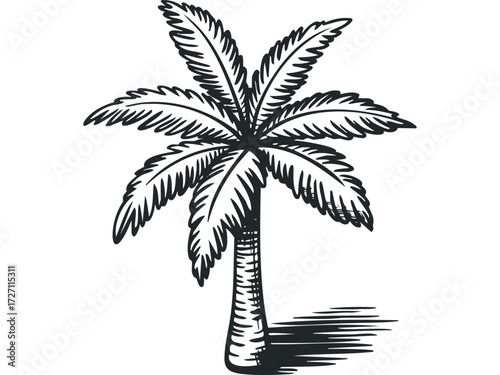 Hand Drawn Palm Tree Silhouette with Shadow. Vector hand drawn illustration