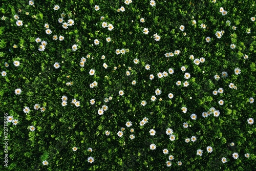 High-angle view of a field of small white flowers