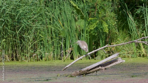 a (Ardeola ralloides) lands on a tree branch on a lake and looks around, 4k