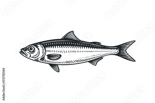 Sketch of a Single Sardine Fish. Vector hand drawn illustration