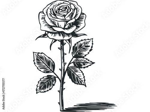 Hand-drawn black and white rose with thorns and leaves. Vector hand drawn illustration