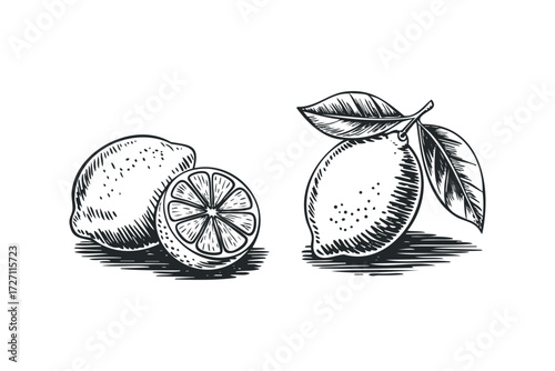 Hand Drawn Sketch of Whole and Halved Limes with Leaves. Vector hand drawn illustration