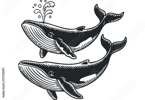 Two Whales with Water Spout and Bubbles. Vector hand drawn illustration