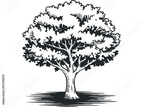 Stylized illustration of a mature deciduous tree. Vector hand drawn illustration