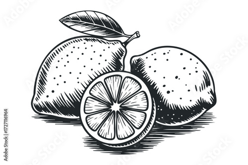 Woodcut Style Lemons and Sliced Citrus Fruit. Vector hand drawn illustration