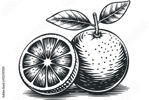 Whole and sliced orange fruit with leaves. Vector hand drawn illustration