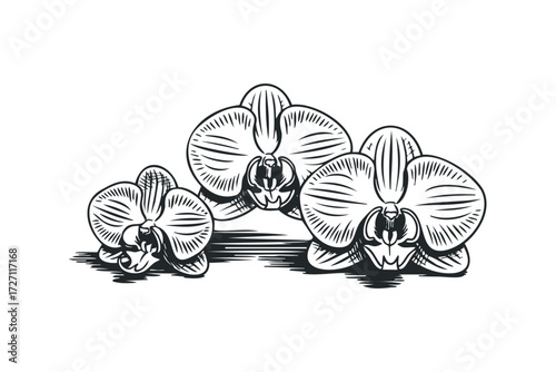 Stylized Orchid Flowers Isolated on White Background. Vector hand drawn illustration