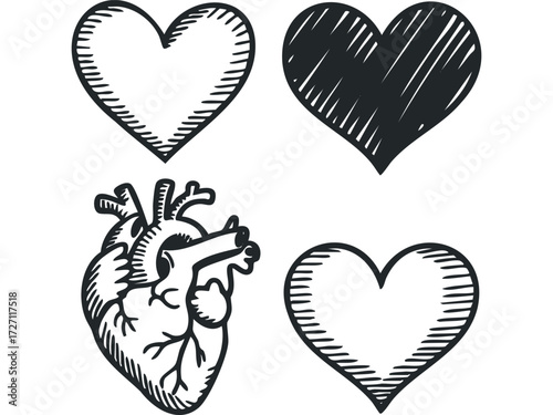Four heart shapes one anatomical heart. Vector hand drawn illustration
