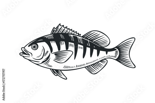 Black and White Perch Fish Illustration. Vector hand drawn illustration