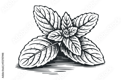 Line drawing of fresh mint leaves with detailed veins. Vector hand drawn illustration