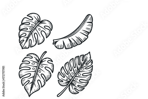 Four tropical leaves on white background. Vector hand drawn illustration
