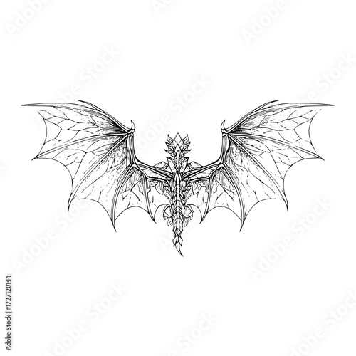 Detailed line art of a dragon with large wings spread out isolated on a white background centered view
