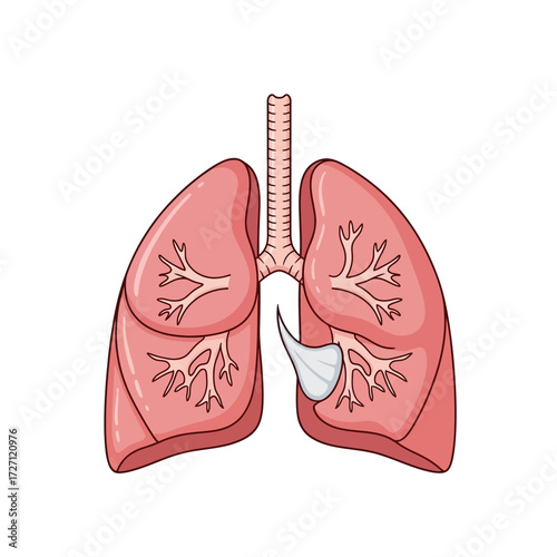 Explore the vital function of healthy lungs illustrated in captivating detail, perfect for educational resources, medical presentations, and promoting respiratory wellness
