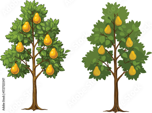 Pear tree comparison with fruits, foliage density, seasonal growth, botanical illustration, agricultural concept, healthy yield, nature farming vector art