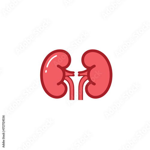 Vector illustration of human kidneys, a medical icon representing the urinary system and internal organs