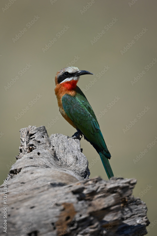 Obraz premium White-fronted bee-eater on dead log turning head