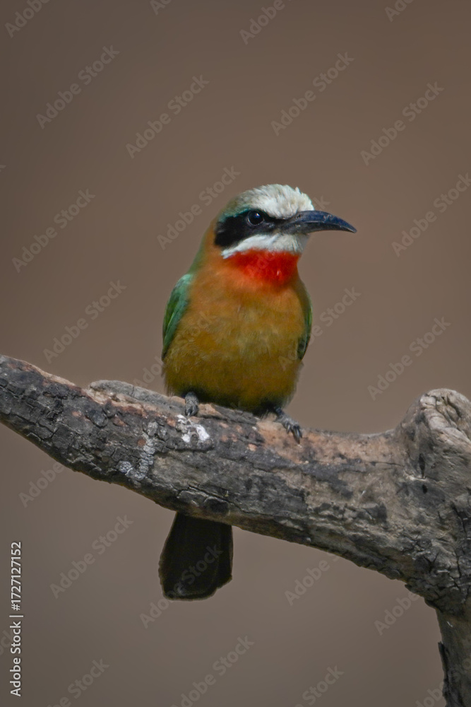Obraz premium White-fronted bee-eater with catchlight on bare branch