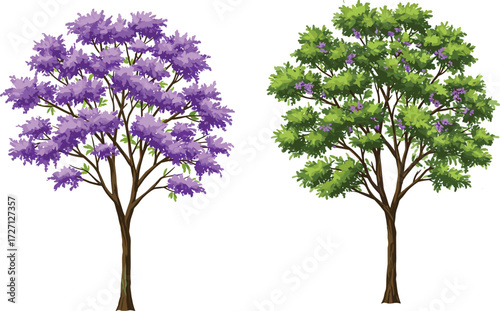 Purple Flowering Tree and Green Leafy Tree Side by Side, Seasonal Botanical Contrast in Nature Landscape Vector for Educational and Artistic Use