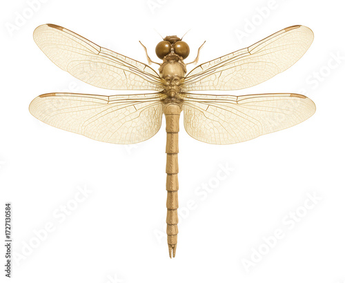 Beige dragonfly in vintage watercolor style.