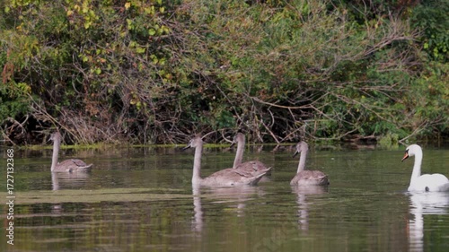 a family of swans on a lake on a sunny day, 4k
