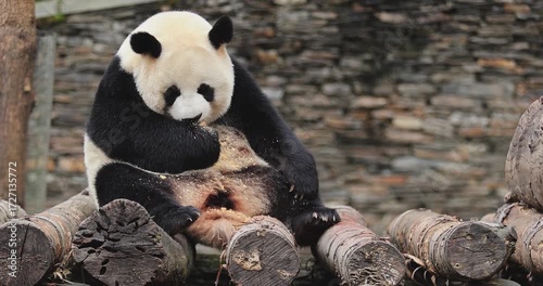 Giant panda eating snack in the zoo
