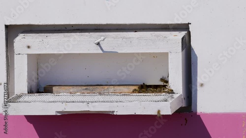 Bees at the entrance of a beehive where they come to enter to deposit pollen, 4k