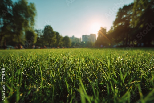 Green Grass Under Bright Sun in City Park on Clear Day With Trees in Background