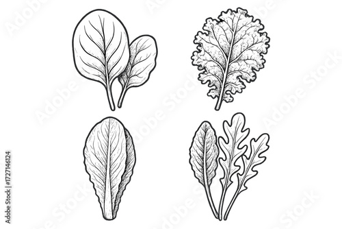 Assortment of fresh leafy green vegetables including spinach, kale, romaine lettuce, and arugula for healthy eating
