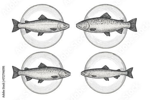 Vintage engraved style fish collection featuring salmon and trout species with detailed scales and fins