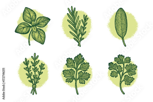 Assortment of fresh culinary herbs including basil rosemary sage thyme parsley cilantro for cooking and seasoning dishes