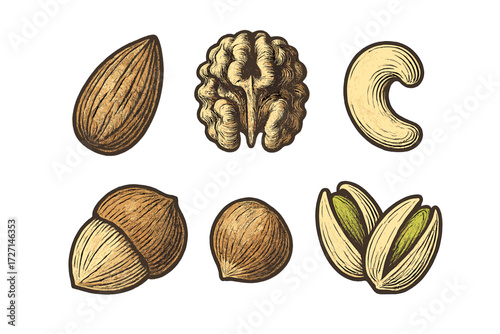 Variety of popular edible nuts including almond, walnut, cashew, hazelnut, and pistachio, a healthy and nutritious snack food