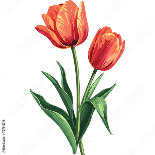 Hand Drawn Watercolor Tulip Flowers Illustration