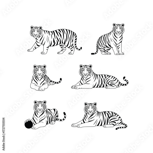 Tiger poses set with standing, sitting, and lying striped tigers vector illustration