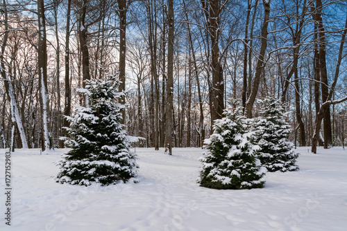 Wallpaper Mural Peterhof Lower Park covered with snow on a sunny winter day, Peterhof, Saint Petersburg, Russia Torontodigital.ca