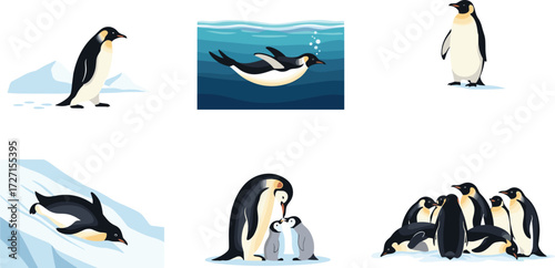 Colorful emperor penguin illustrations set showing walking, sliding, swimming, feeding chicks, and group colony behavior in antarctic wildlife scenes