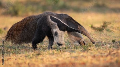 Giant anteater in Pantanal, Brazil. 
