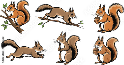 Set of detailed squirrel vector illustrations showing climbing, running, eating acorns, sitting poses, forest wildlife cartoon woodland animal design