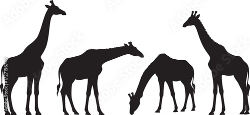 Photography black and white silhouette vector set of giraffes