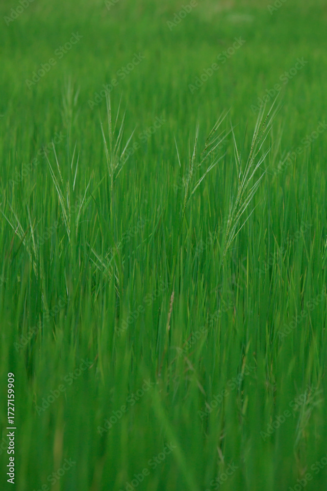 Obraz premium rice landscape, green grass background. landscape from Thialand.